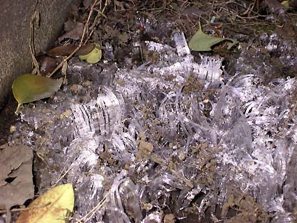 ice mushrooms