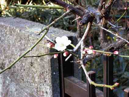 First plum blossoms of 2001