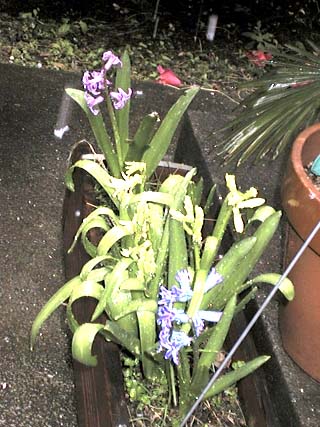 hyacinth