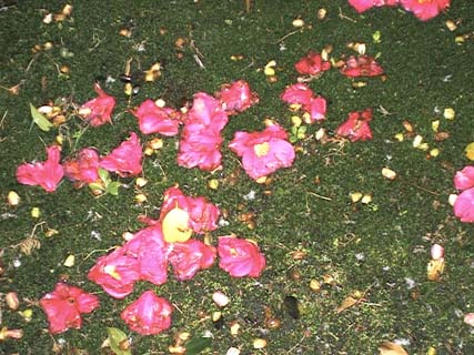 Early blooming camellia