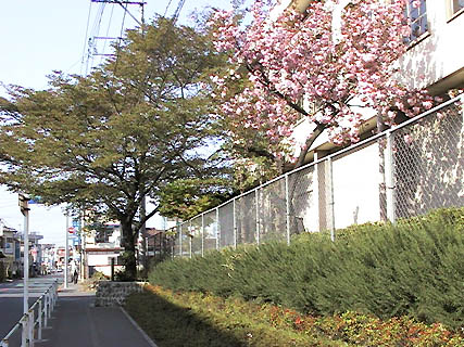 Double petal cherry tree