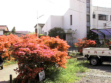 Azalea colors