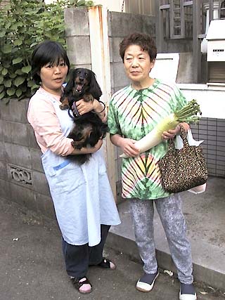 daily daikon