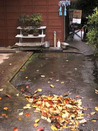 pile of leaves