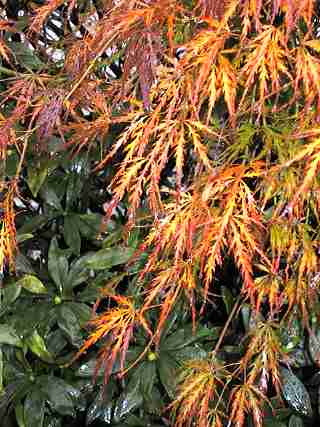 nearby Japanese maple
