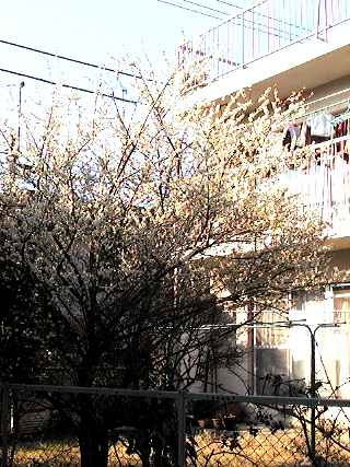 Plum tree in blossom