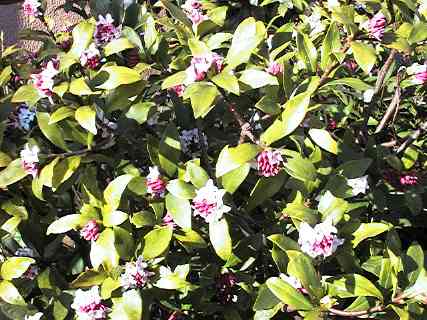 gardenia blossoms