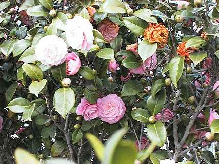 Painting the roses