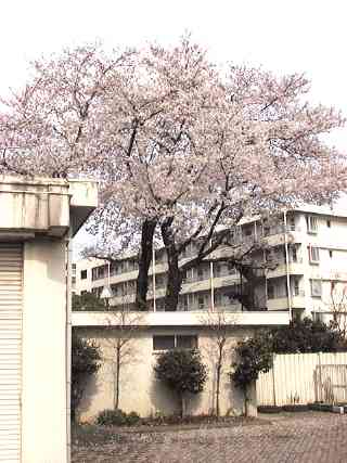 Cherry tree in park