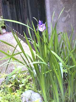ayame-Japanese iris