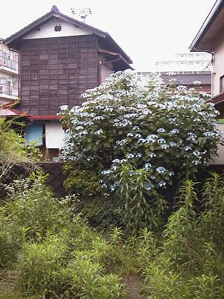 Hydrangias in a small space