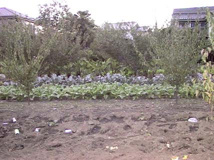 Small vegetable plot hanging onto tradition of this being a farming area.