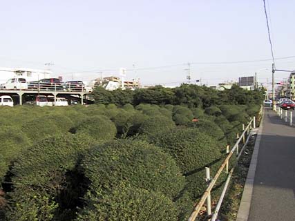 Bush garden.. nursery plot