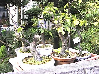 bonsai