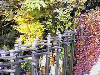 fall colors