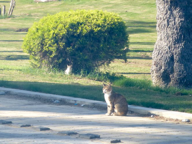 PalaceCats