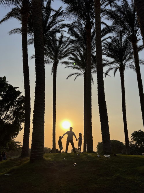 Sun through the Palms