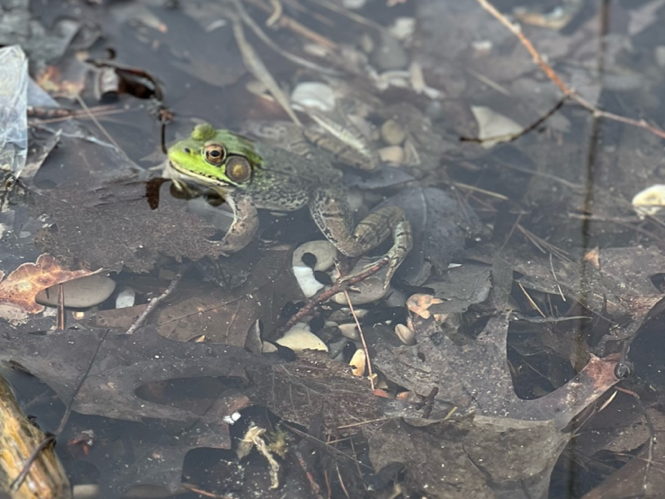 frog