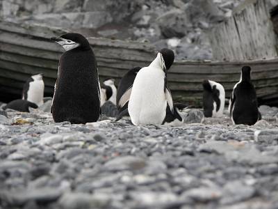 Gentoo Penguins