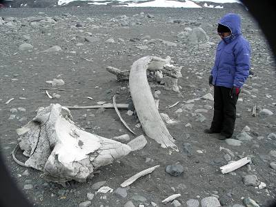 whale bones