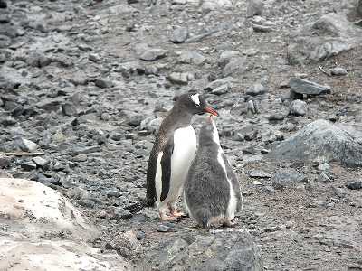 Gentoo parent and chick