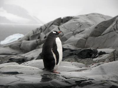 Gentoo