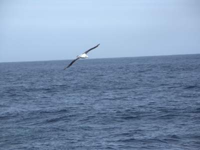 Albatross