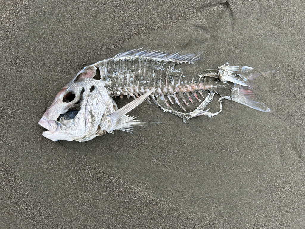 20250402Fish