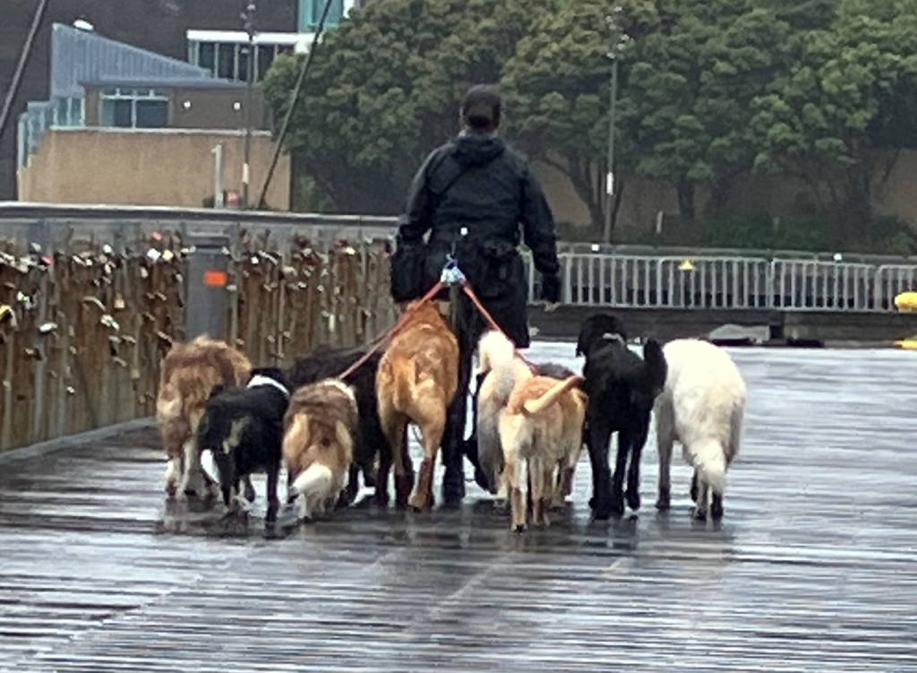 20250404DogsWalk