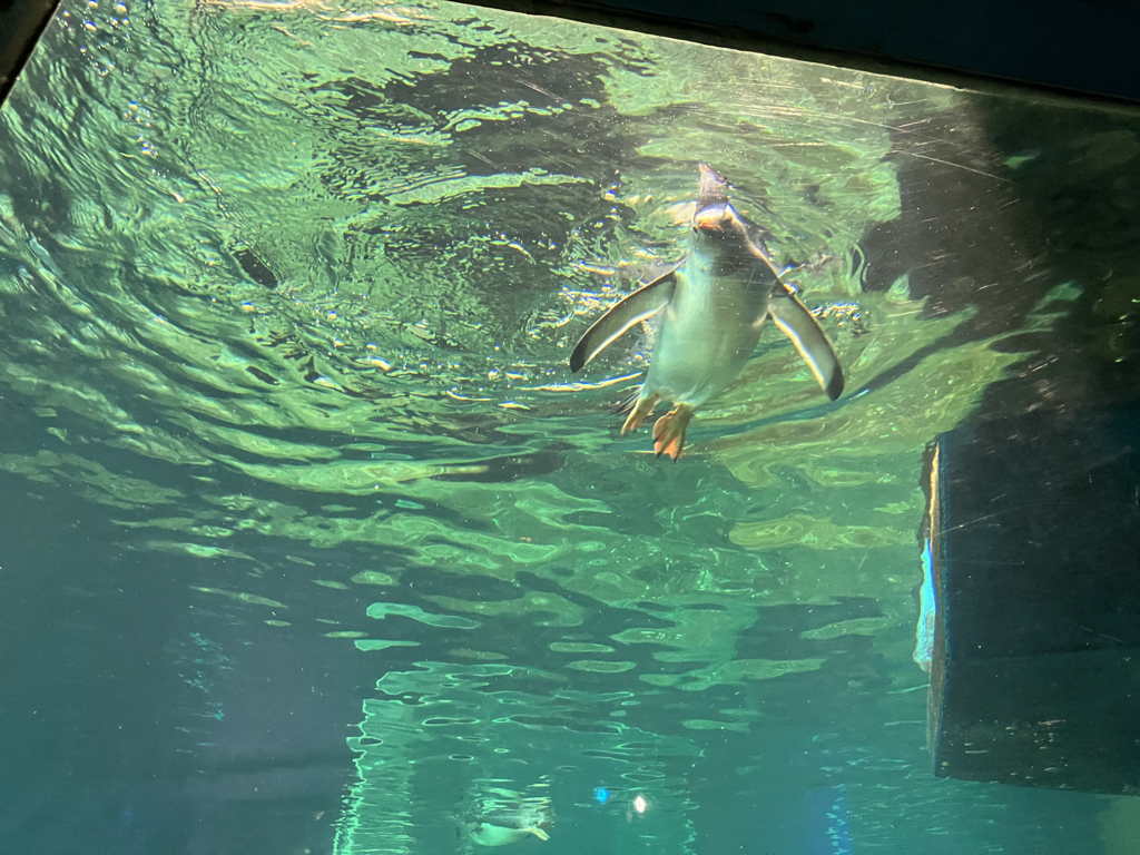 20250424AdSwimming