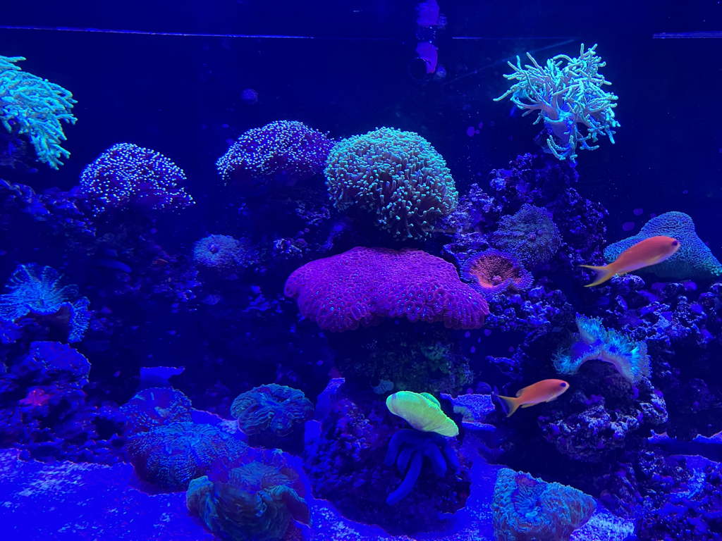 20250424Corals