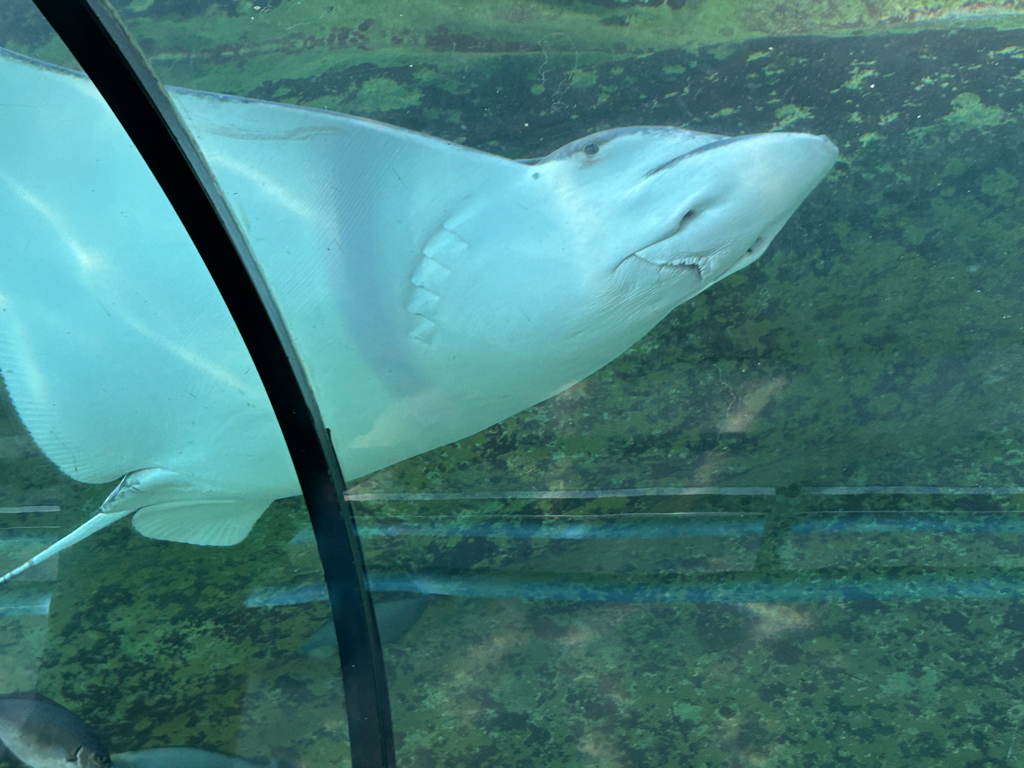 20250424Manta