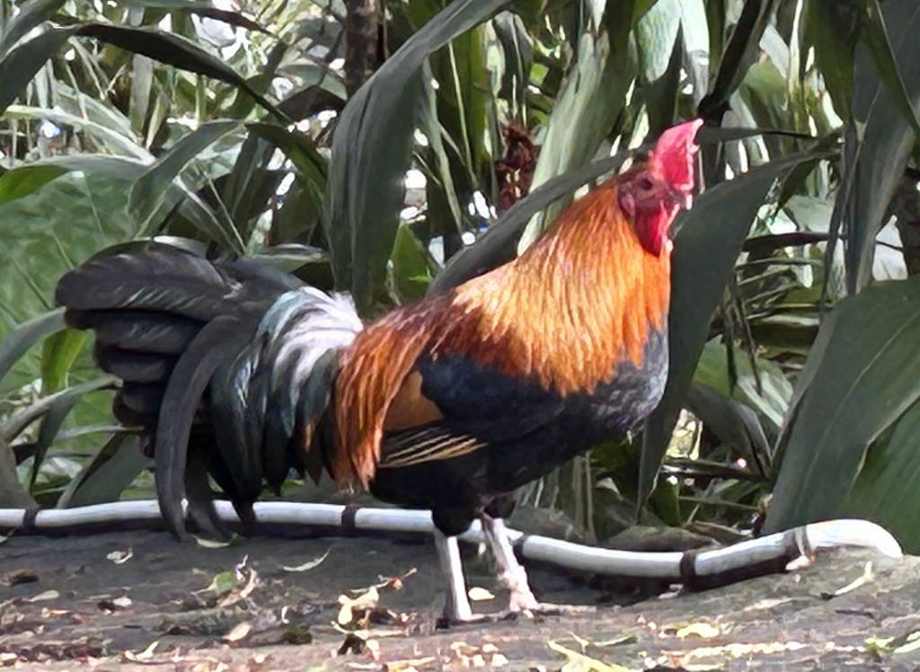 20250425Chicken