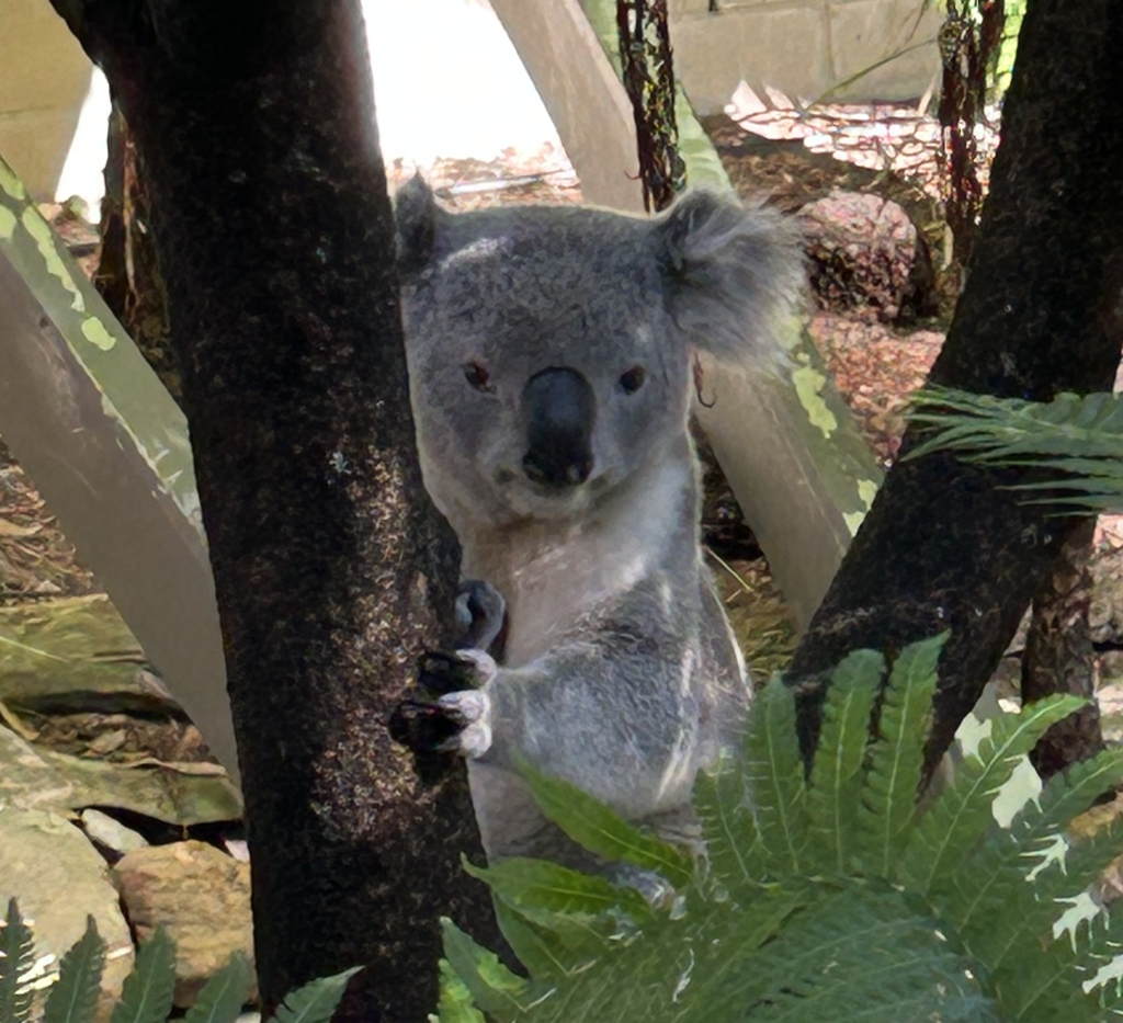 20250425Koala